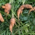 Чому морква незграбна і рогата: причини проблеми та рішення